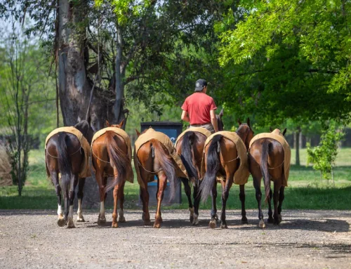 Tessalia: Lujo “Campo Chic” y baja densidad en un entorno exclusivo